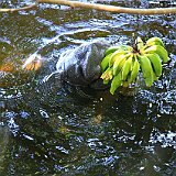 Costa Rica20150401-1953-0635